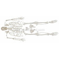 Skeleton disartikulasikan dengan Skull